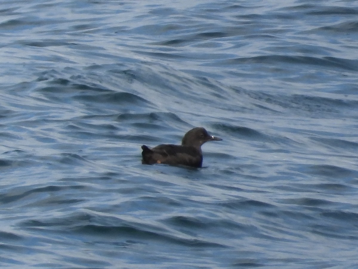 Pigeon Guillemot - ML640479888