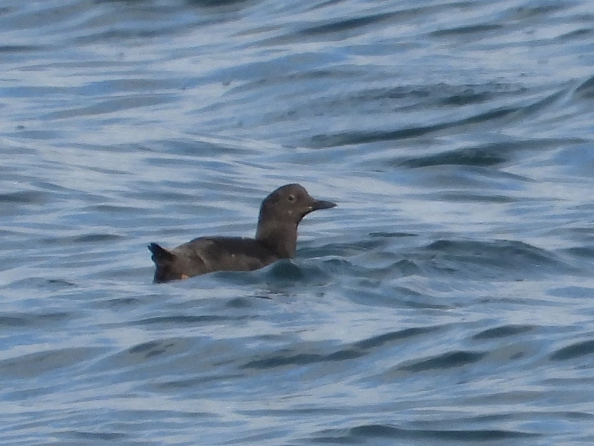 Pigeon Guillemot - ML640479912