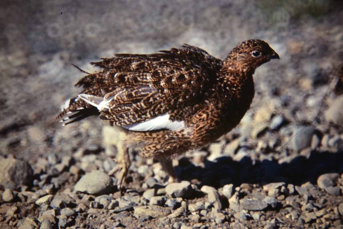 Willow Ptarmigan - ML640479945