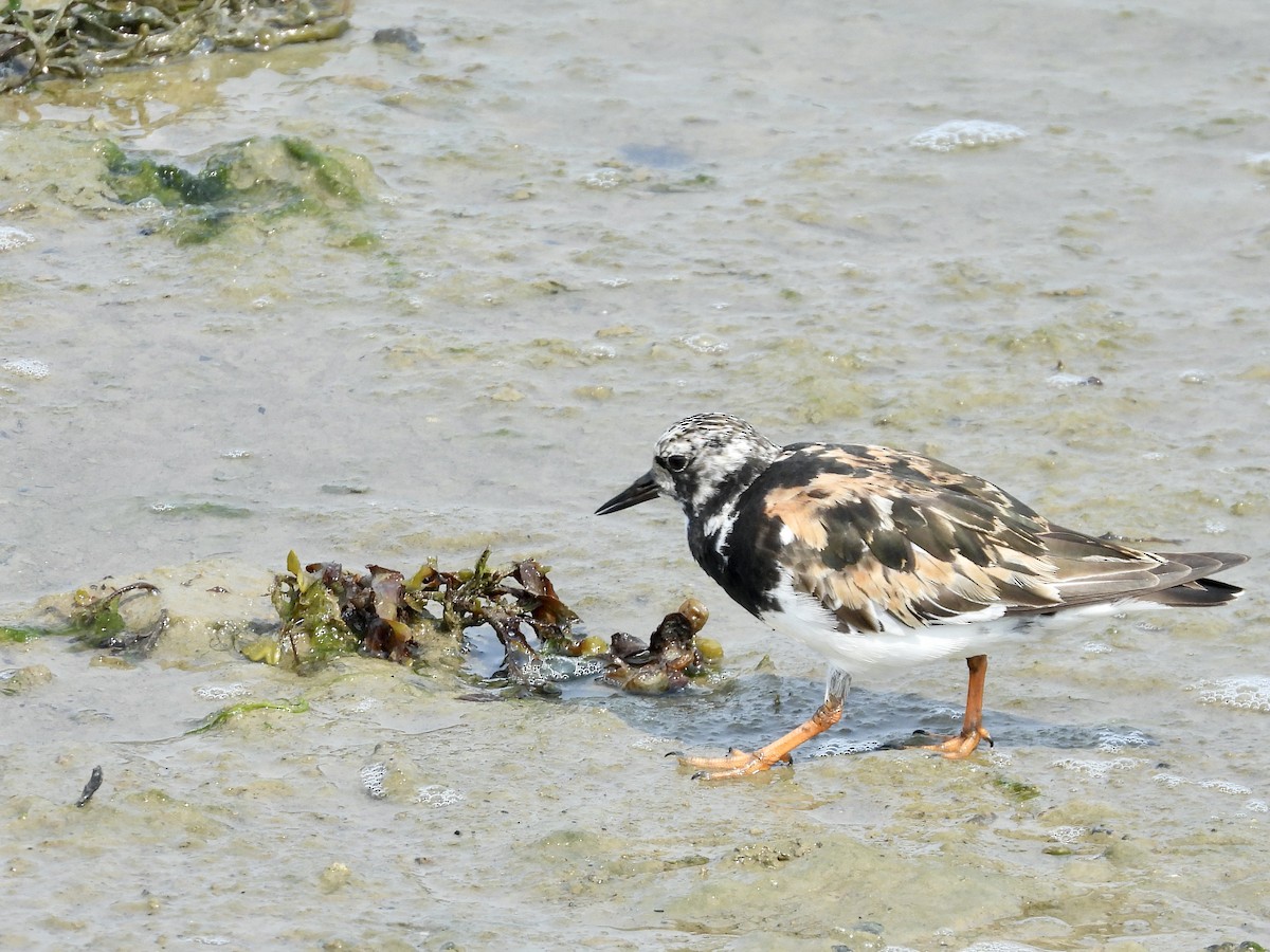 Ruddy Turnstone - ML640480042
