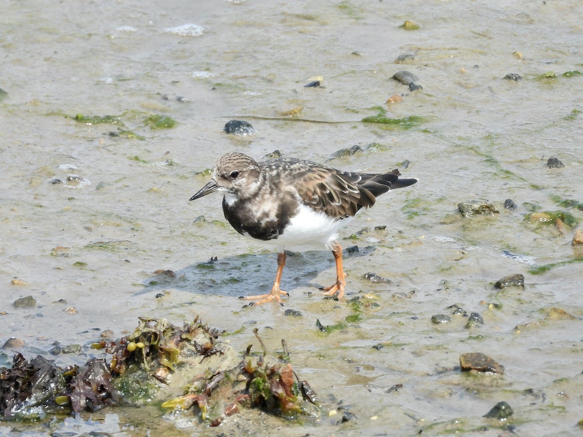 Ruddy Turnstone - ML640480043