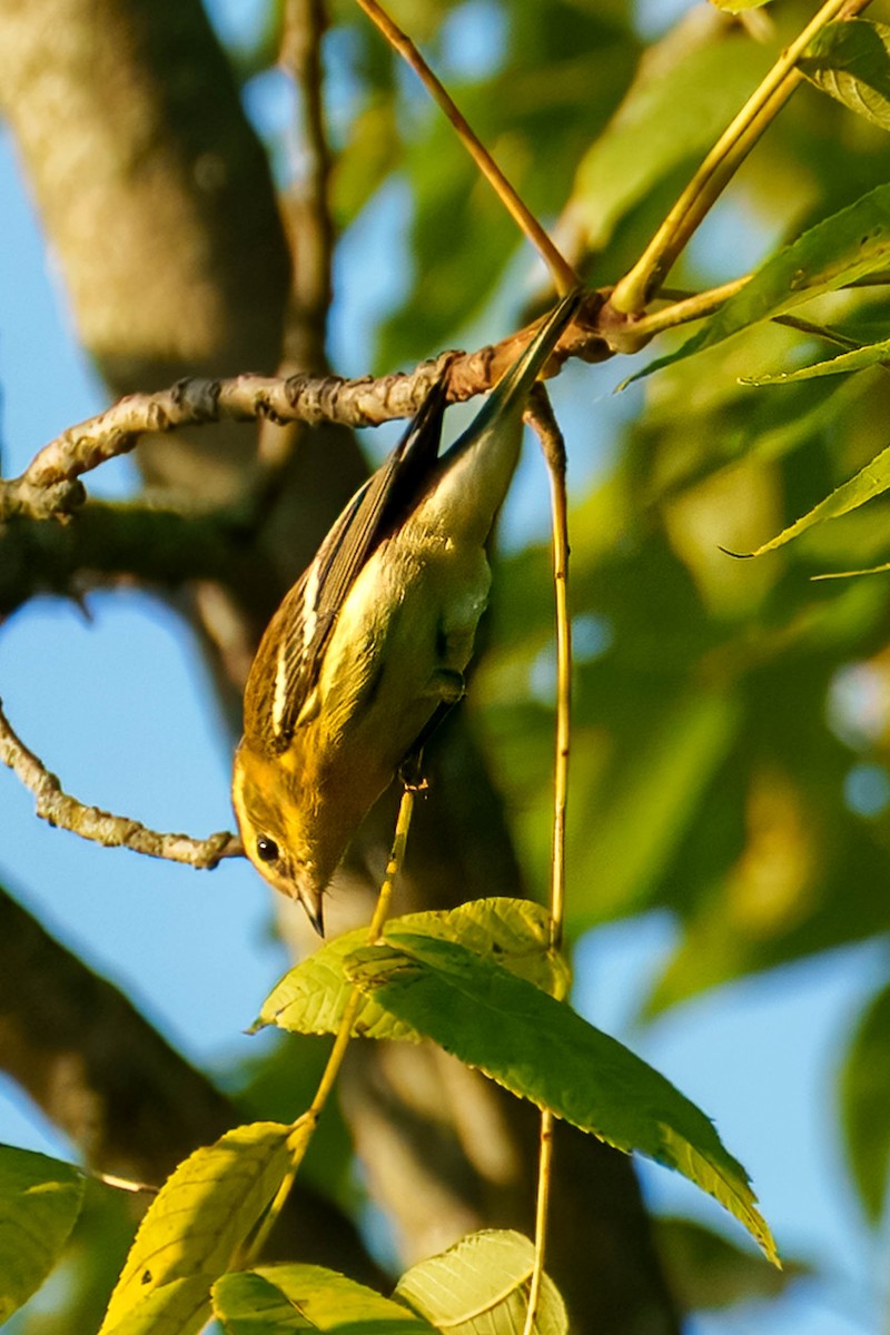 Blackburnian Warbler - ML640480122