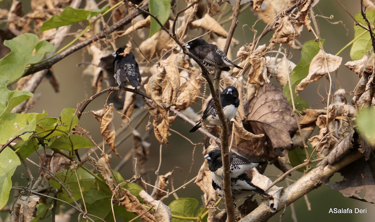 Alaca Munya (bicolor/poensis) - ML640480157