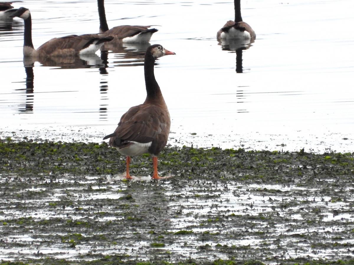 Domestic goose sp. x Canada Goose (hybrid) - ML640480163
