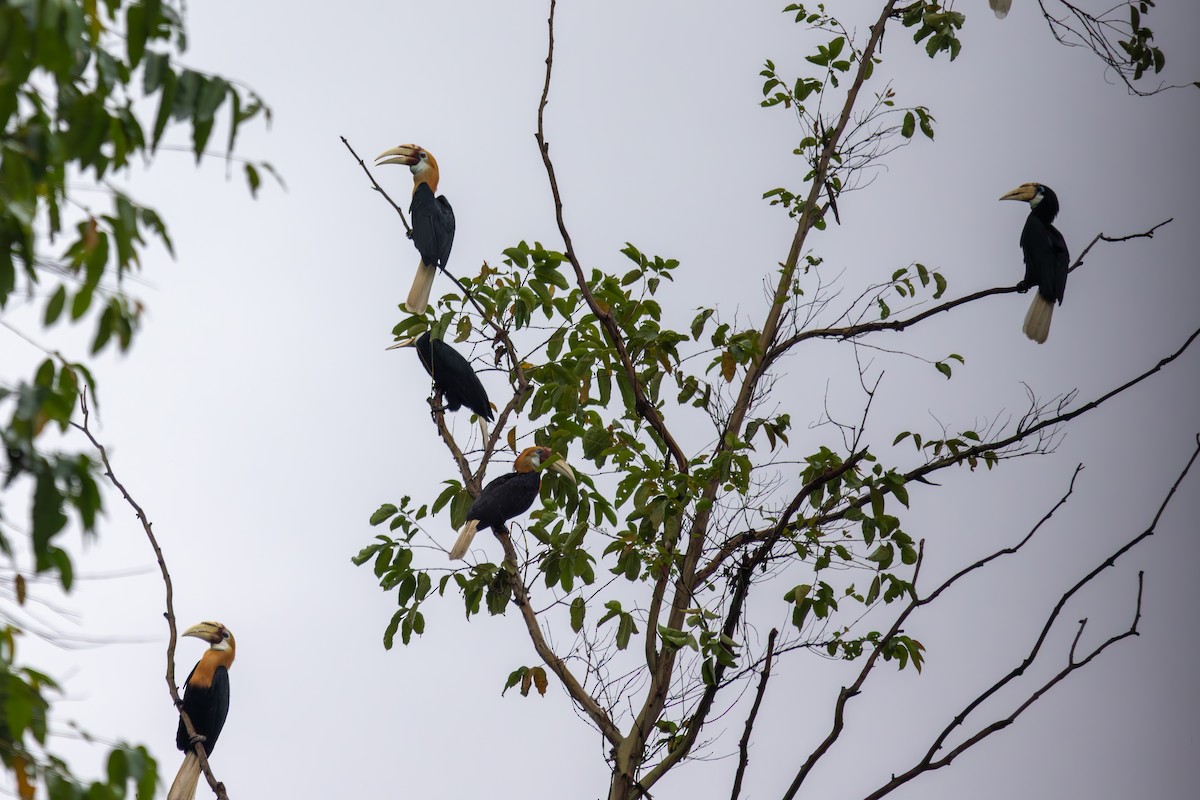 Blyth's Hornbill - ML640480175