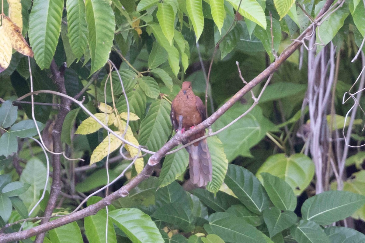 Spot-breasted Cuckoo-Dove - ML640480230