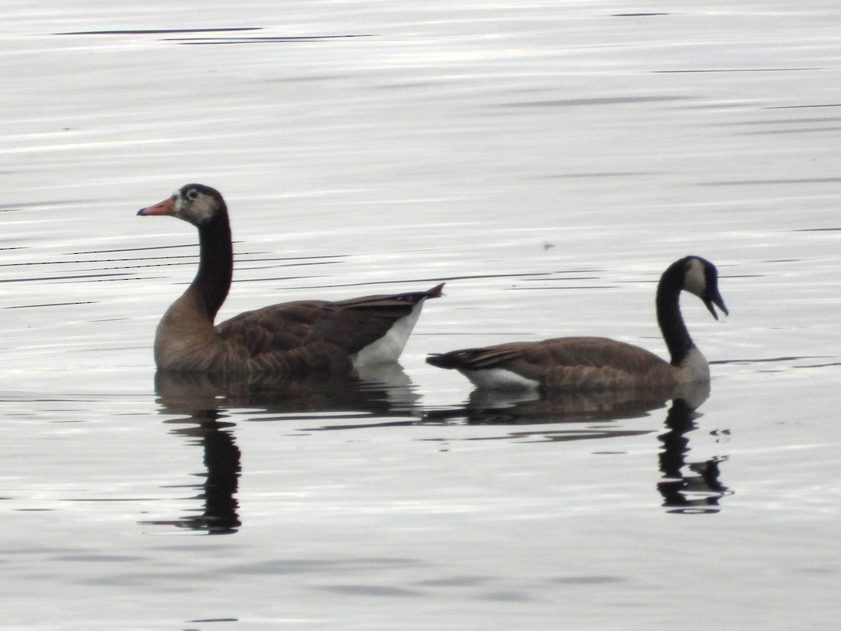 Domestic goose sp. x Canada Goose (hybrid) - ML640480237