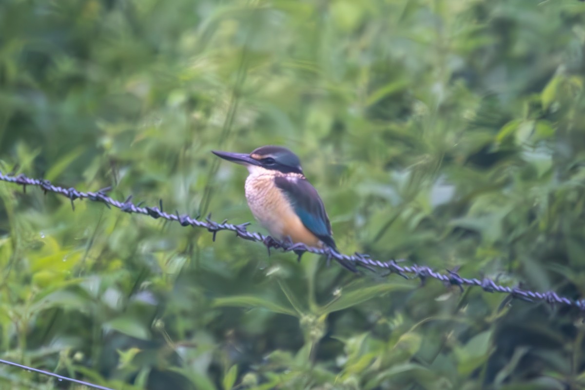 Sacred Kingfisher (Australasian) - ML640480271