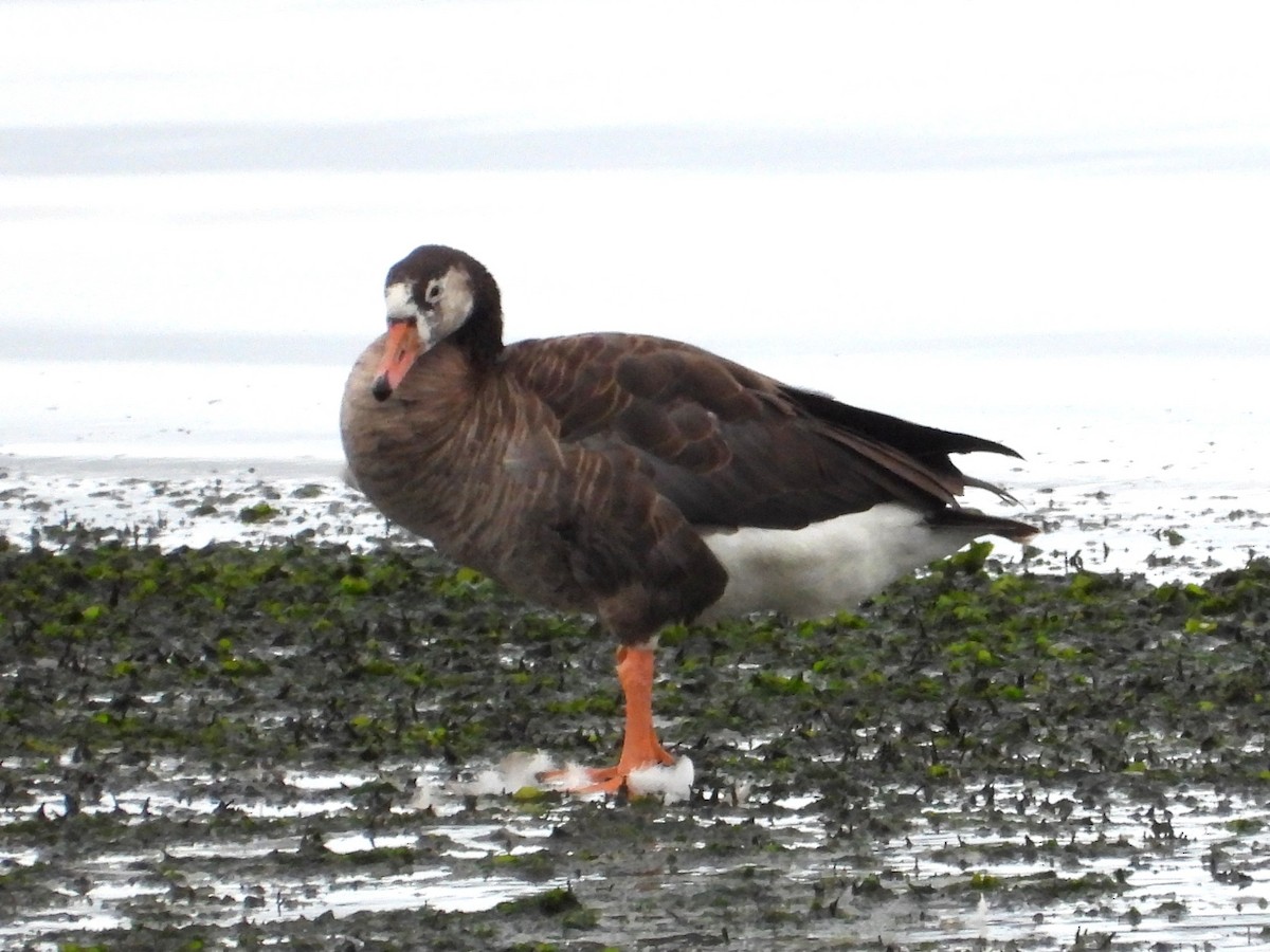Domestic goose sp. x Canada Goose (hybrid) - ML640480278