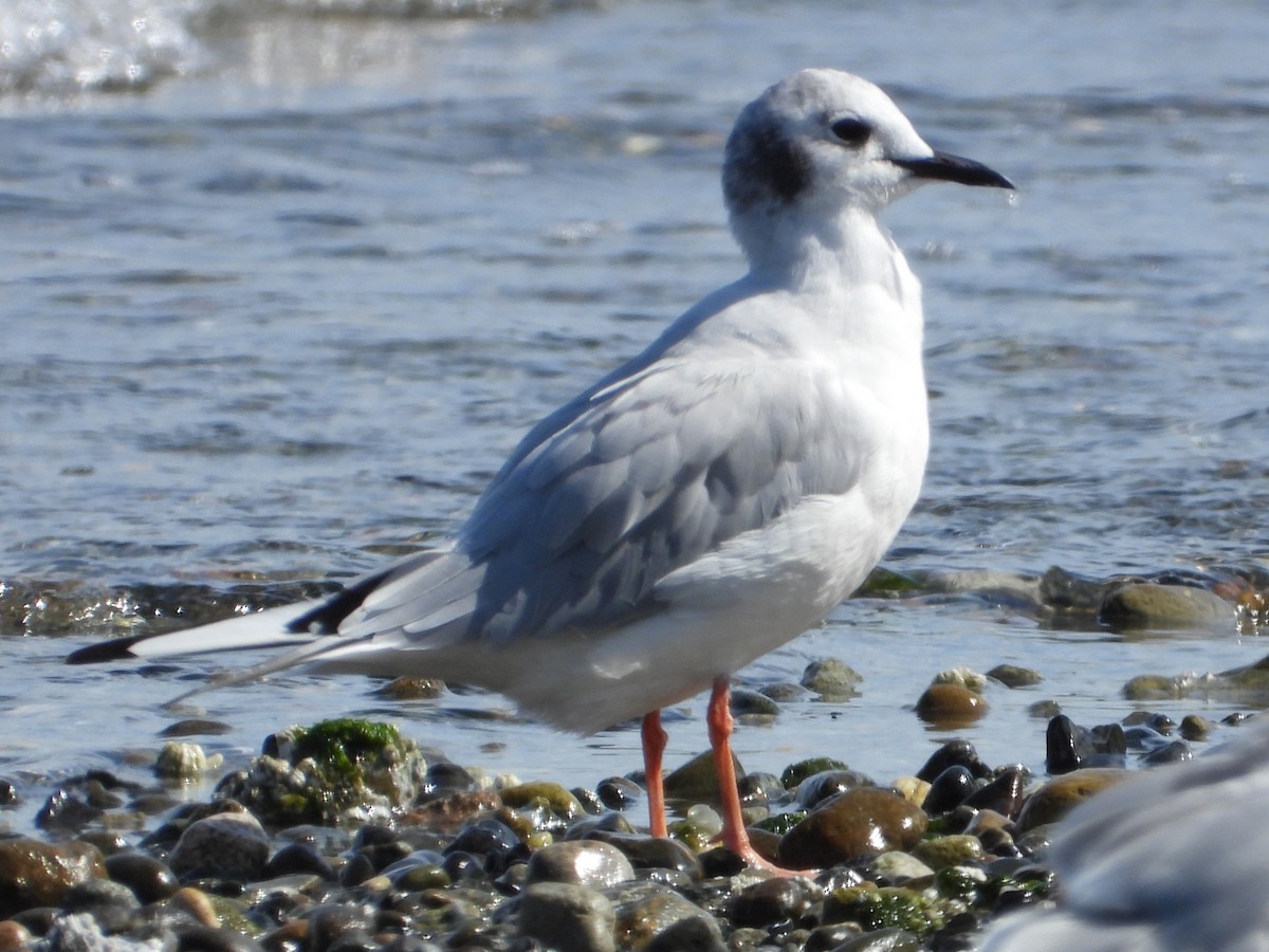 Bonaparte's Gull - ML640480452