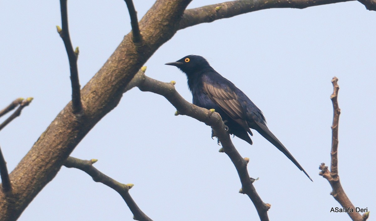 Narrow-tailed Starling - ML640480468