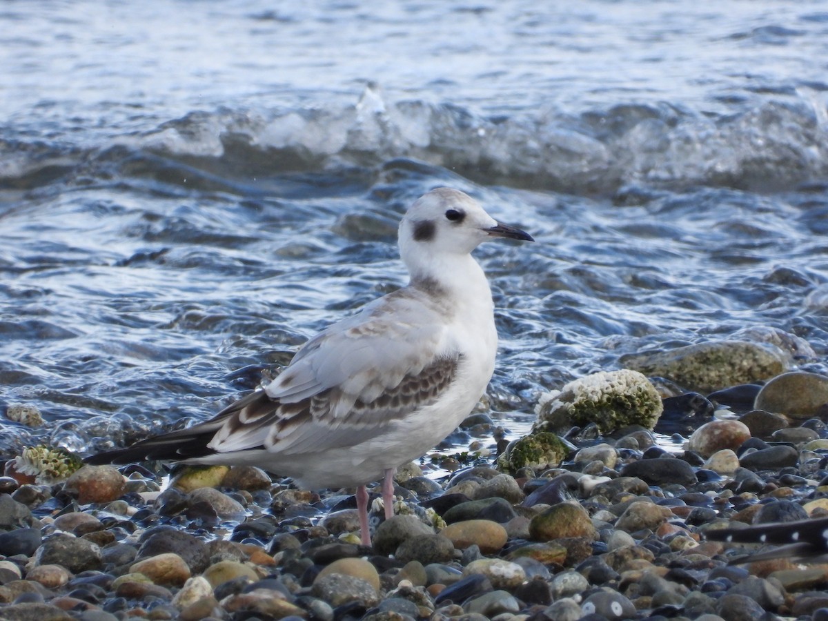 Bonaparte's Gull - ML640480495