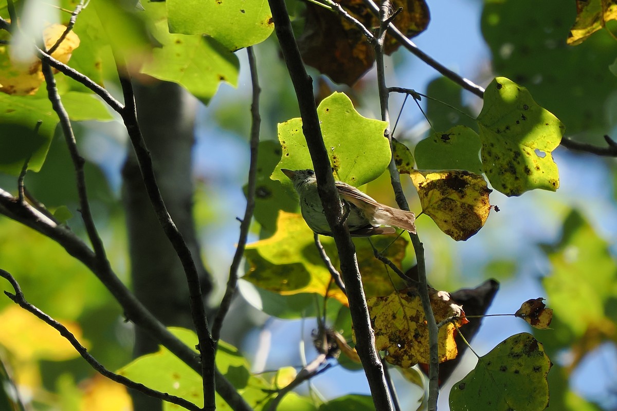 Mosquero Verdoso - ML640480537