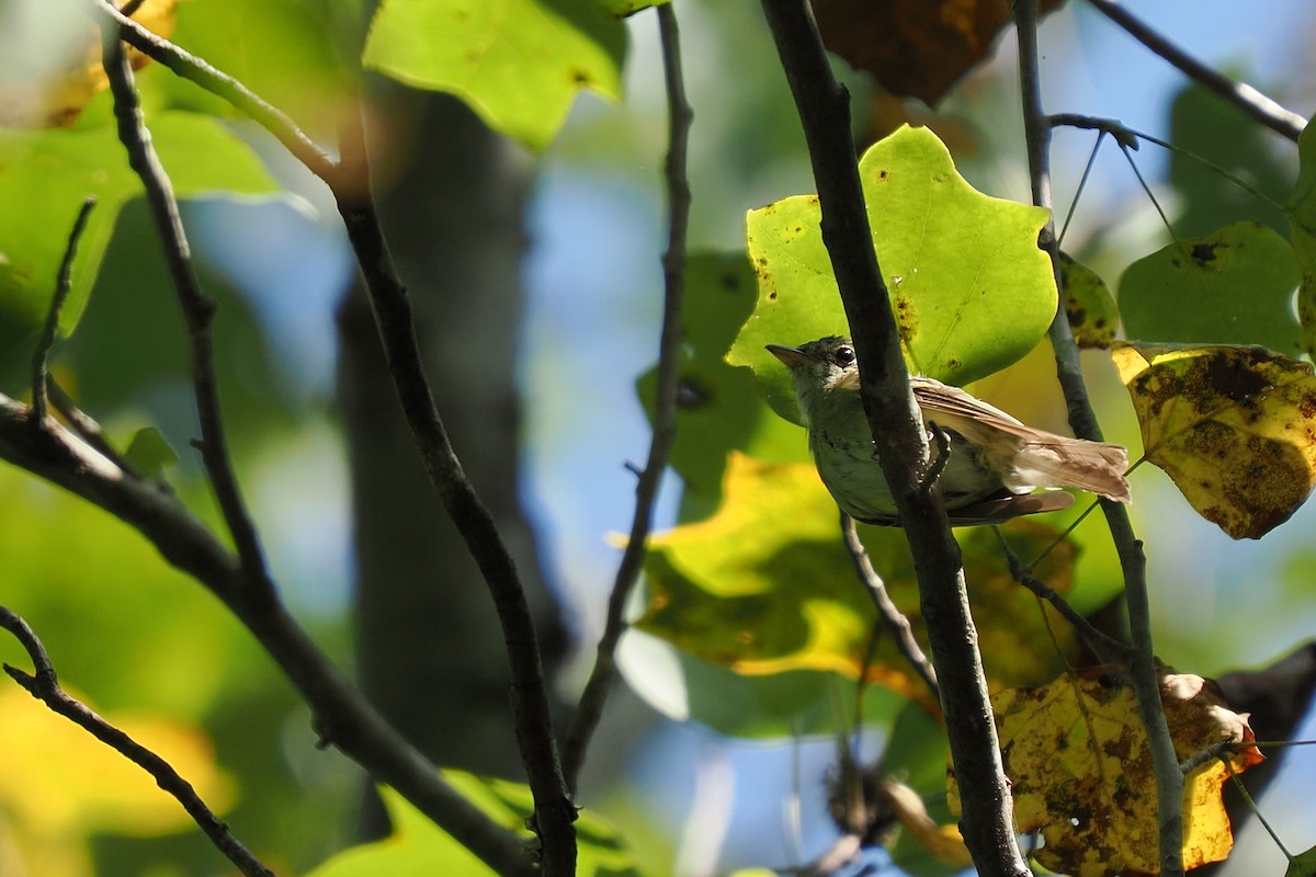 Mosquero Verdoso - ML640480557