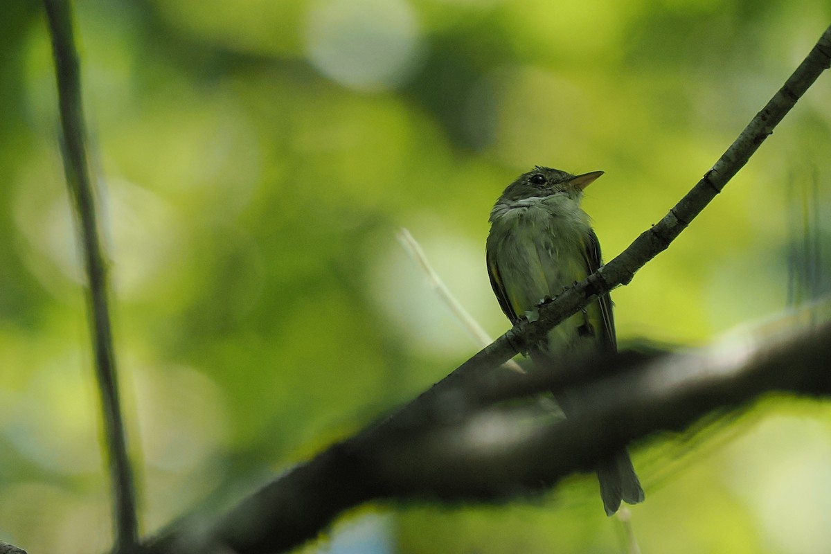 Mosquero Verdoso - ML640480586