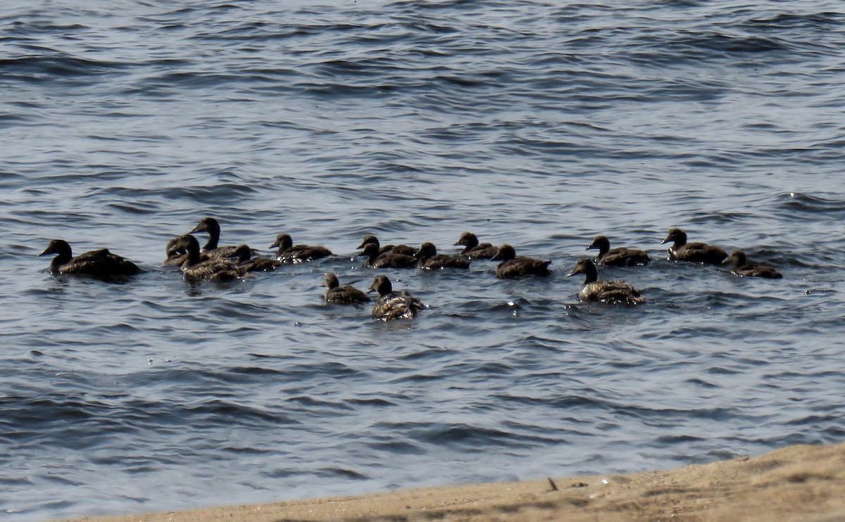 Common Eider - ML64048061