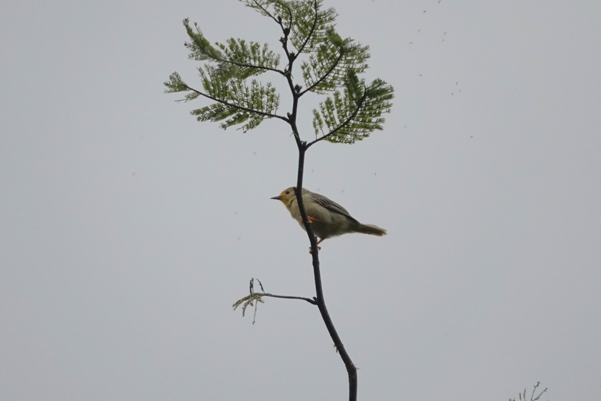 Orange-fronted Plushcrown - ML640480653