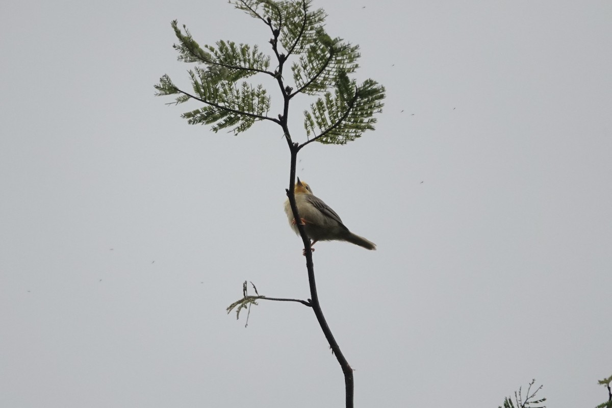 Orange-fronted Plushcrown - ML640480655