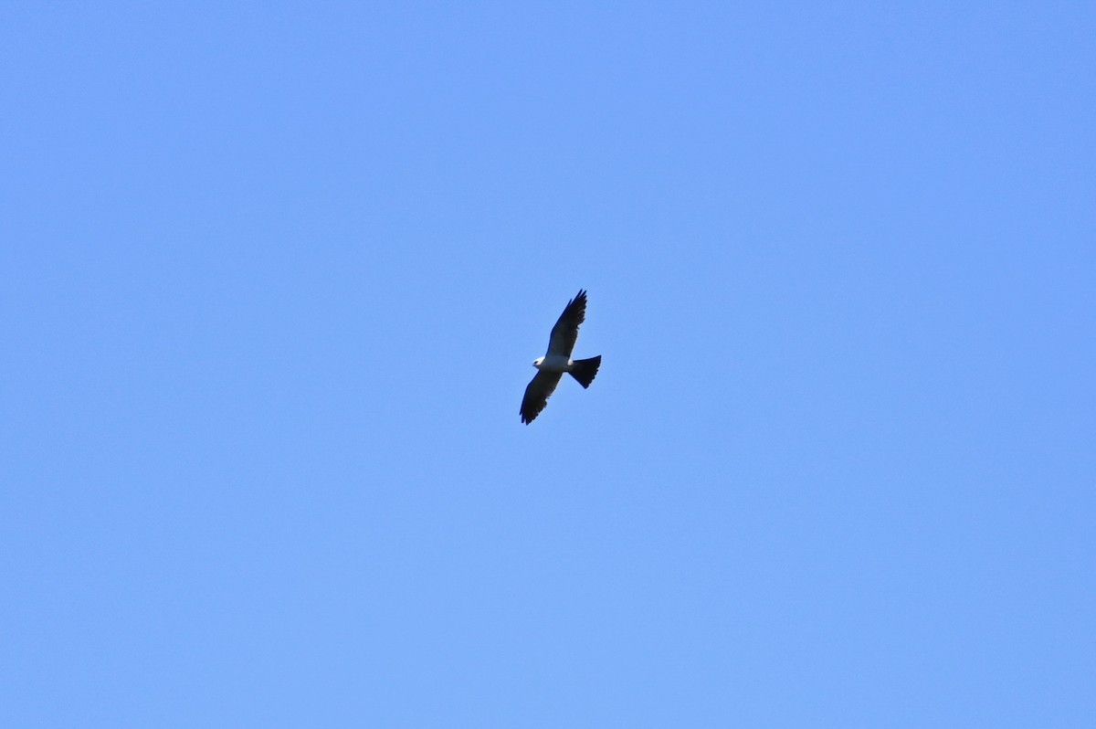 Шуліка світлоголовий - ML640480658