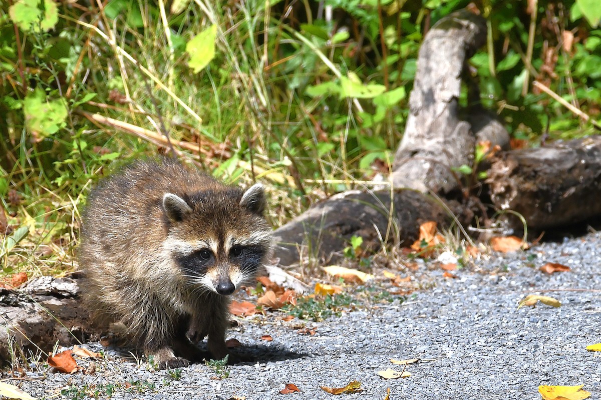 Animals - ML640480714