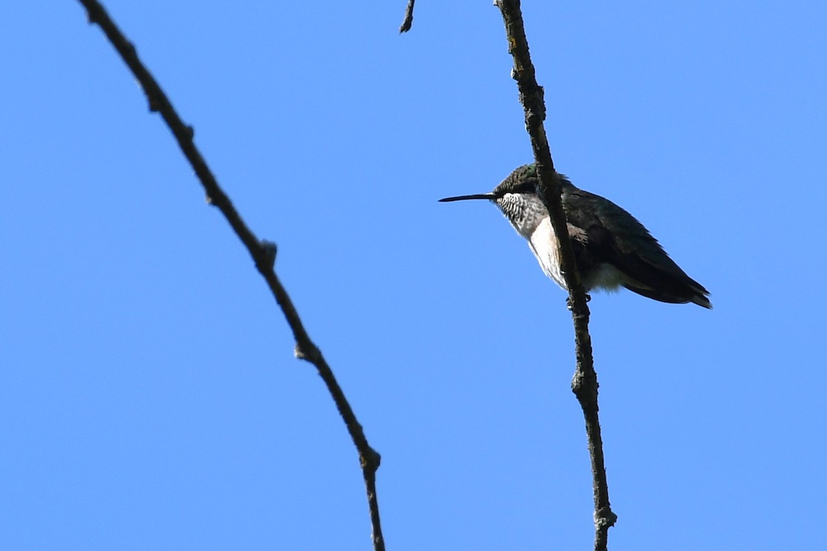 Ruby-throated Hummingbird - ML640480732