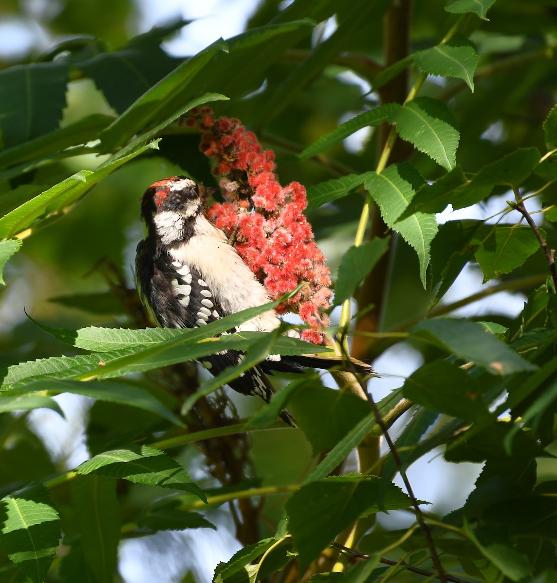 Downy Woodpecker - ML640480747