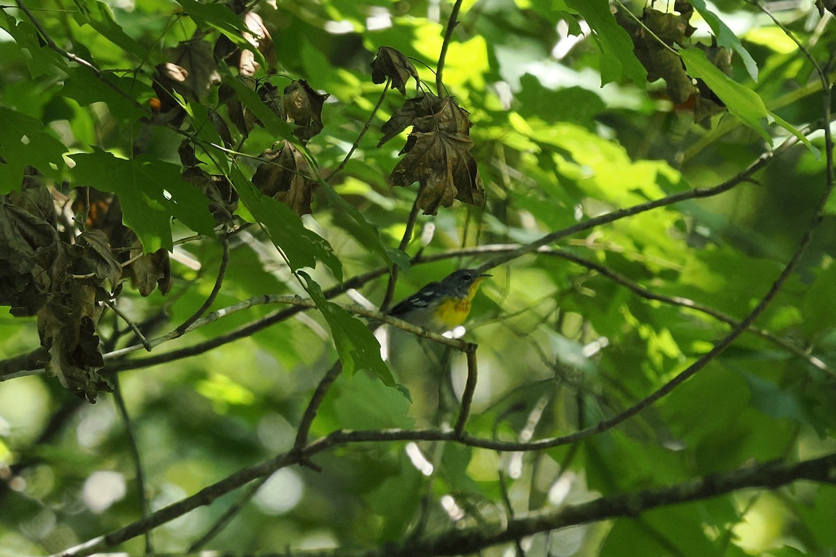 Parula Norteña - ML640480793