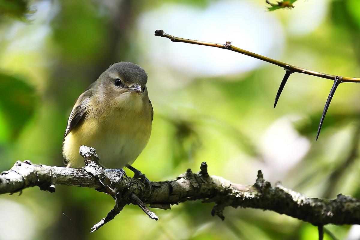 Eastern Warbling Vireo - ML640480804