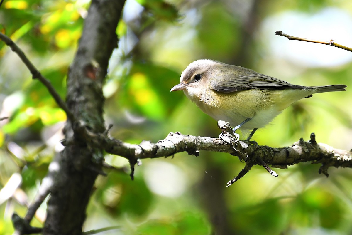 Eastern Warbling Vireo - ML640480805