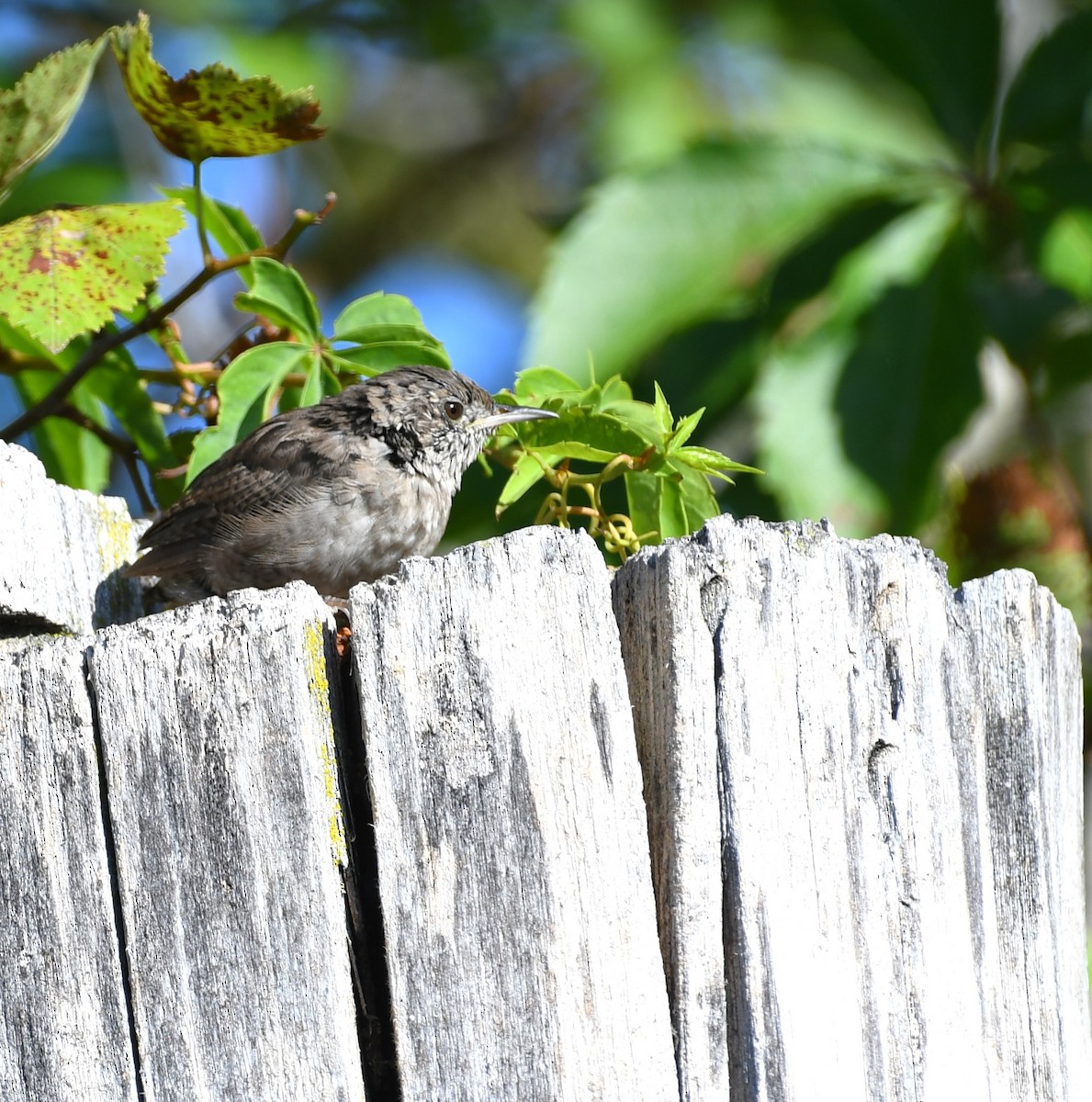 Northern House Wren - ML640480820