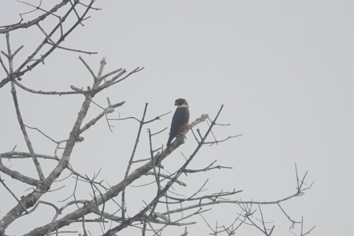 Bat Falcon - ML640480825