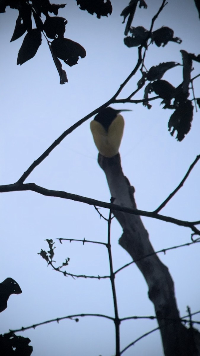 Twelve-wired Bird-of-Paradise - ML640480830
