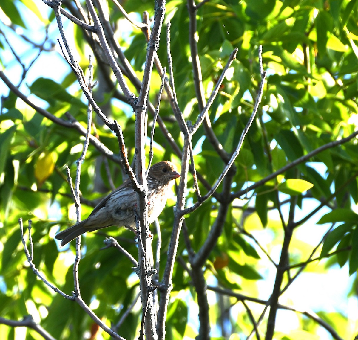 House Finch - ML640480834