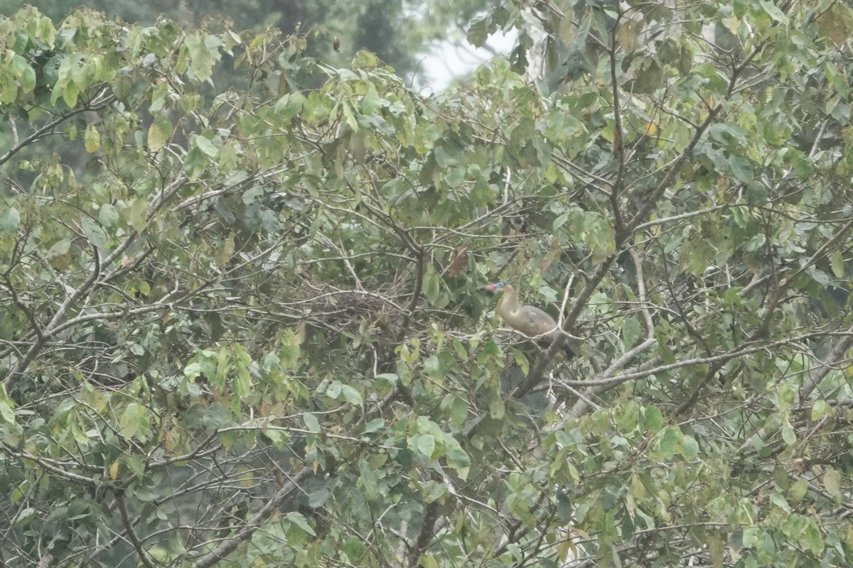 Whistling Heron - ML640480835