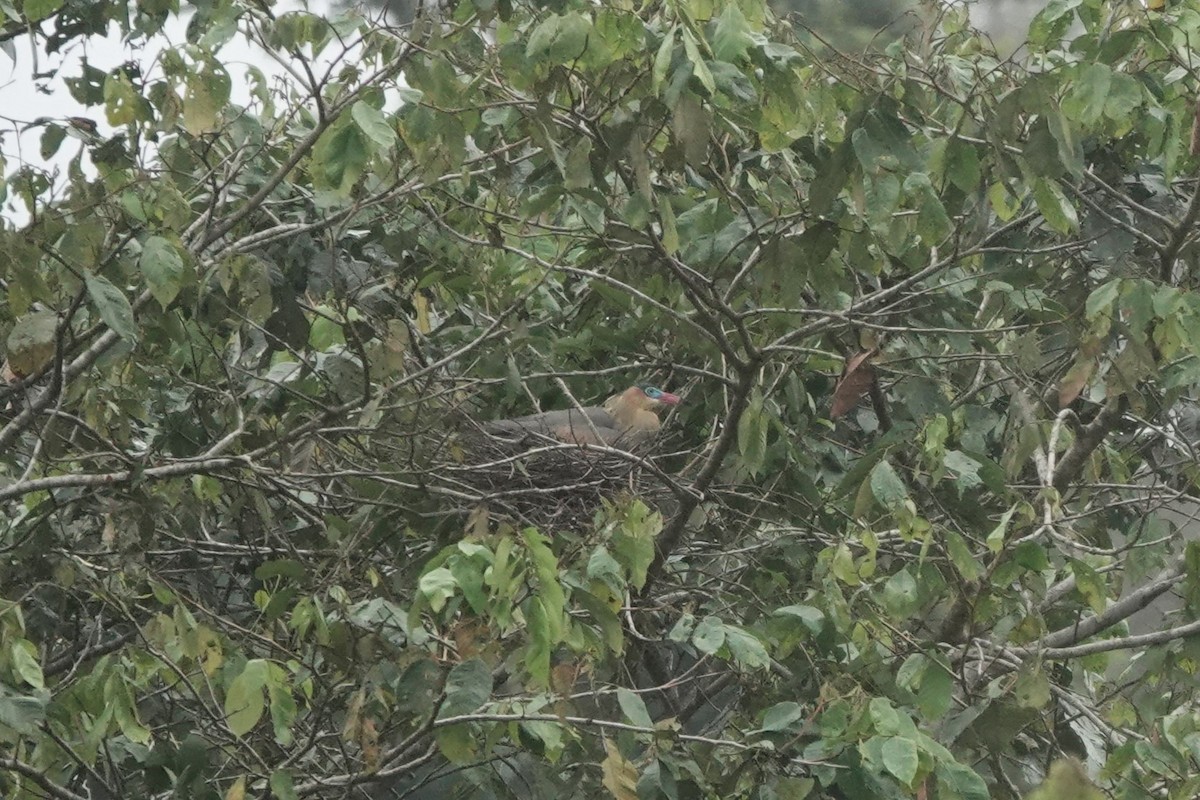 Whistling Heron - ML640480837