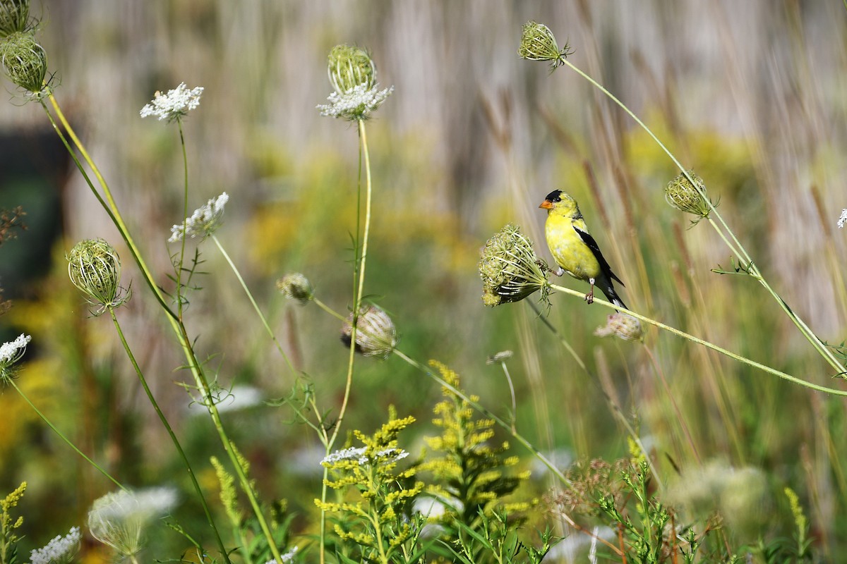 American Goldfinch - ML640480841