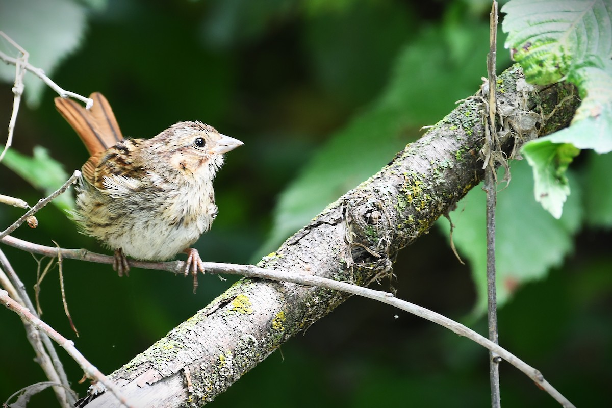 Song Sparrow - ML640480848