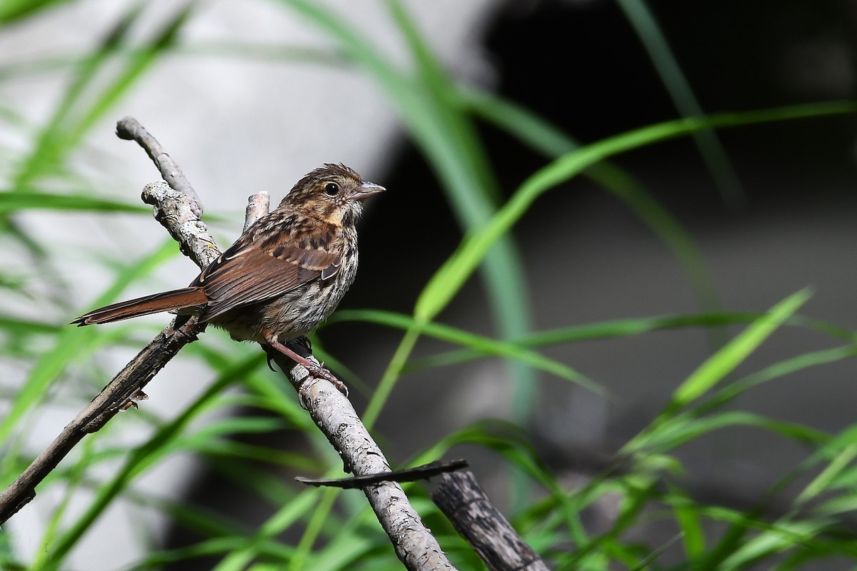 Song Sparrow - ML640480849