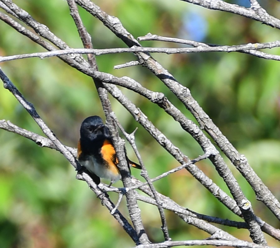 American Redstart - ML640480857