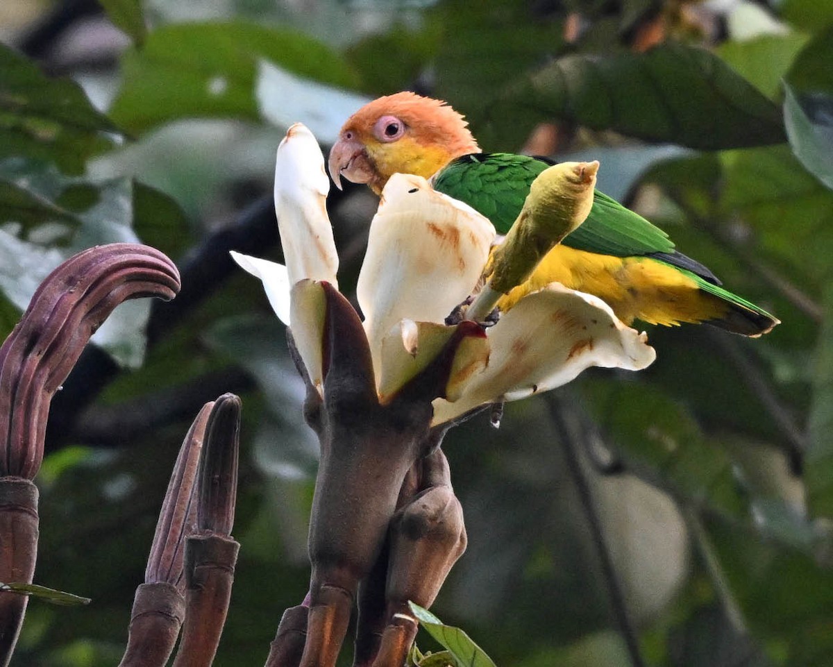 White-bellied Parrot - ML640480875
