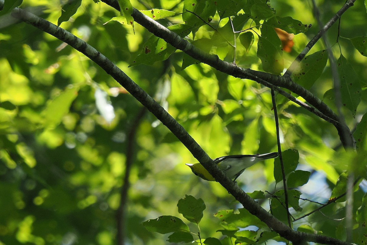 Vireo Gorjiamarillo - ML640480915