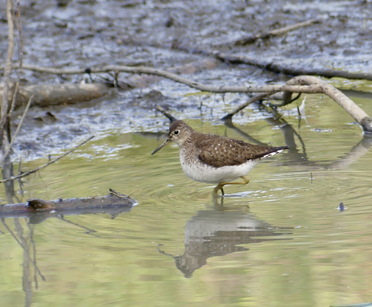 Solitary Sandpiper - ML640480921