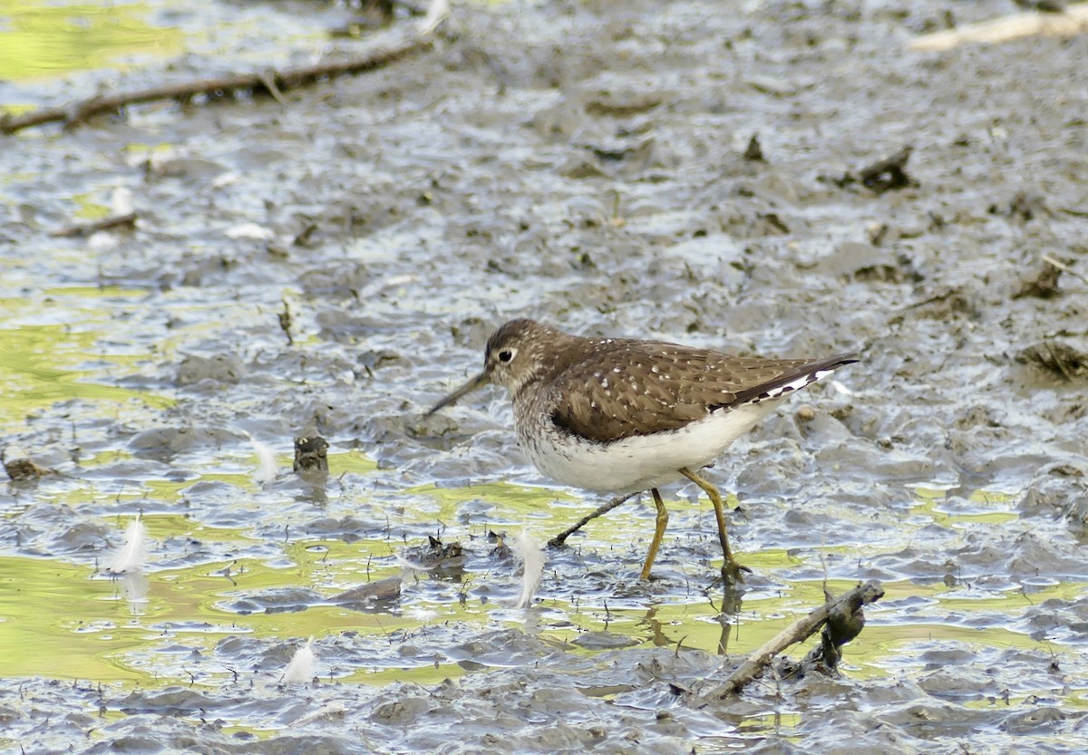 Solitary Sandpiper - ML640480922