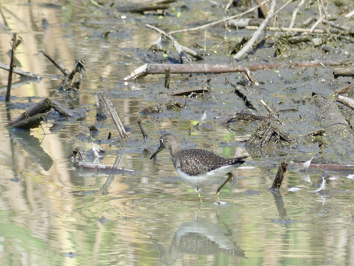 Solitary Sandpiper - ML640480923