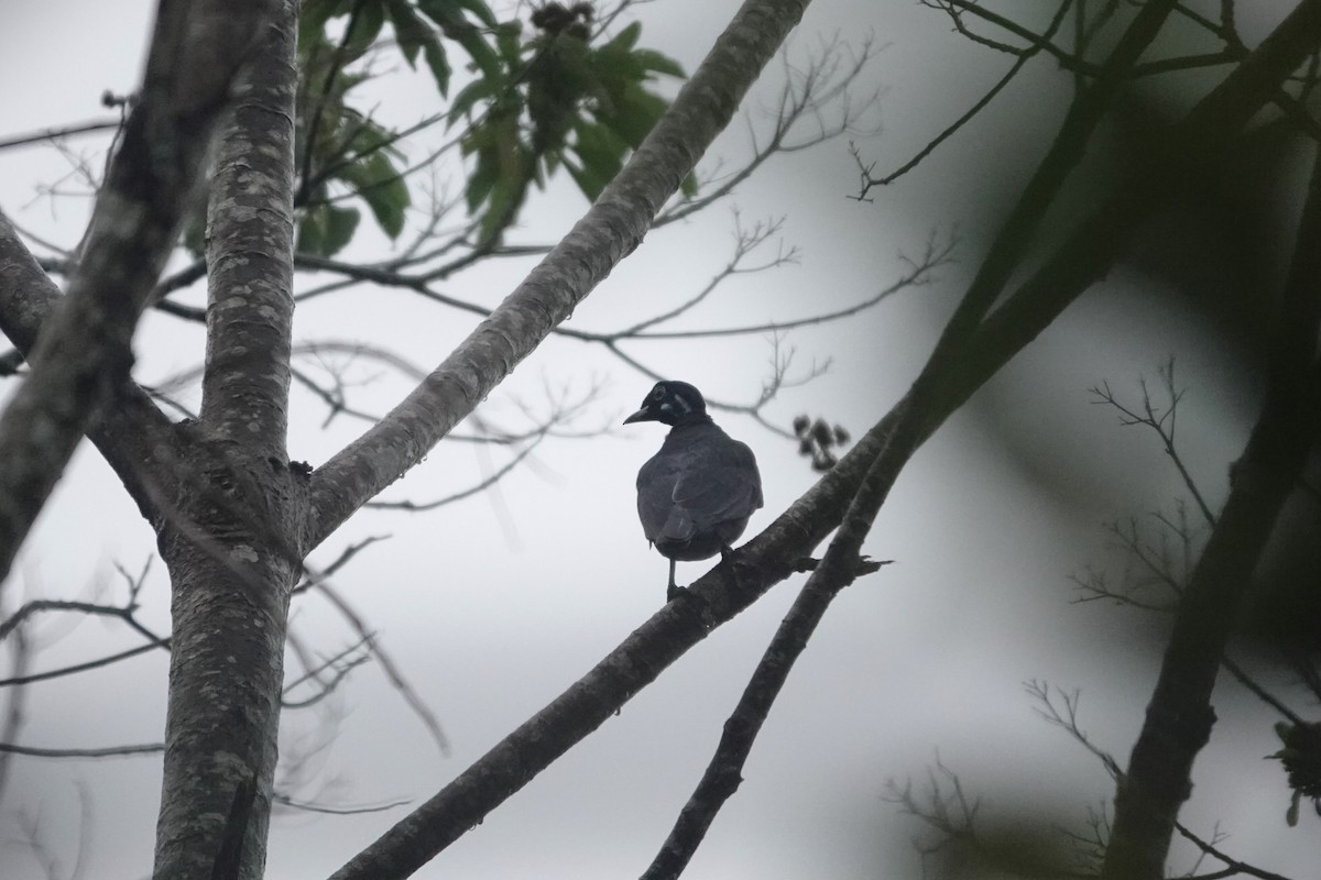 Bare-necked Fruitcrow - ML640480940