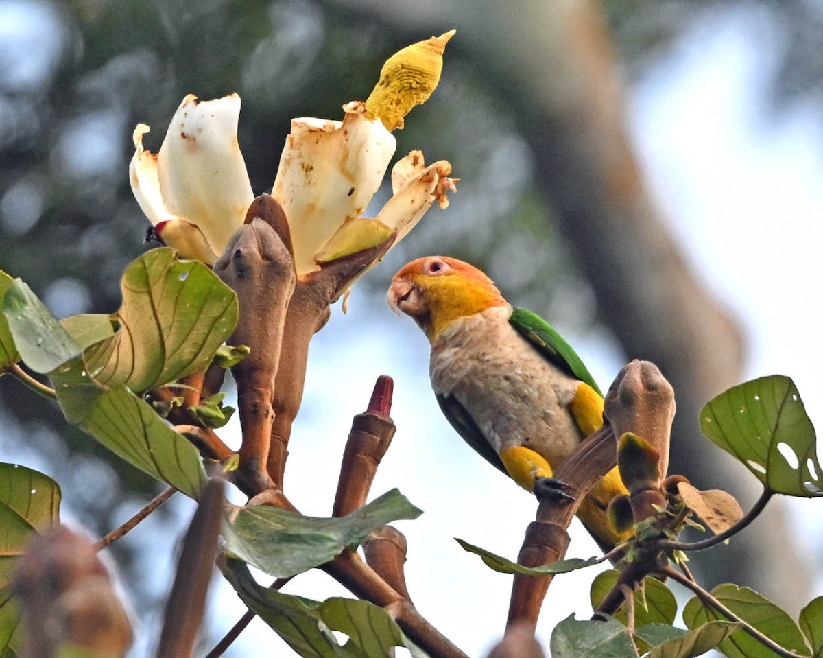 White-bellied Parrot - ML640481008