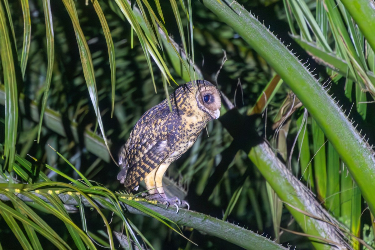 Golden Masked-Owl - ML640481009