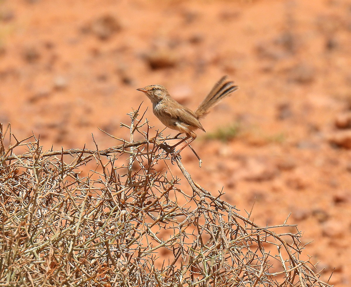 Scrub Warbler - ML640481157
