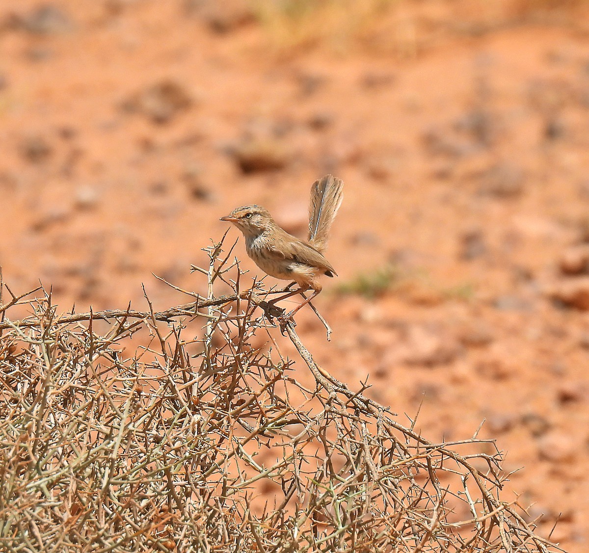 Scrub Warbler - ML640481158