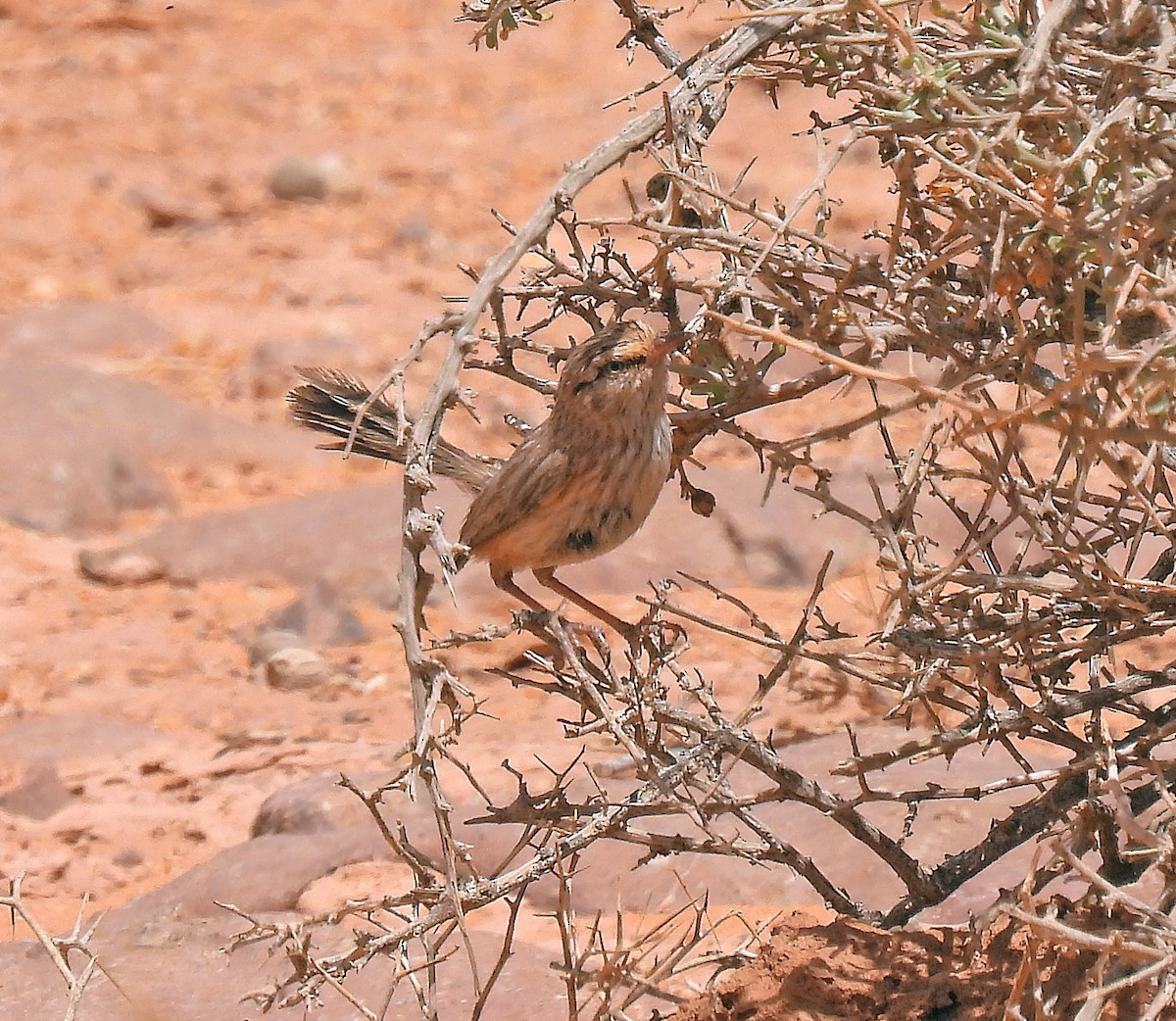 Scrub Warbler - ML640481160
